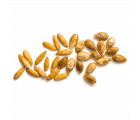 Семена