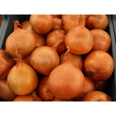 Семена лук яровой бонус f1 bonus f1 takii seeds Семена лук яровой бонус f1 bonus f1 takii seeds