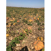 Тыква МУСКАТНАЯ ПРОВАНСКАЯ MUSCATNAYA PROVANSKAYA Agri Saaten