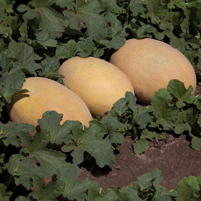 Семена дыня кс 6188 f1 ks 6188 f1 kitano seeds Семена дыня кс 6188 f1 ks 6188 f1 kitano seeds