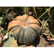 Тыква МУСКАТНАЯ ПРОВАНСКАЯ  MUSCAT PROVENCE Clause