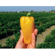 Перец сладкий ПИРУЭТ F1  PIRUET F1 Syngenta