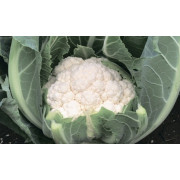 Капуста цветная АЛМАГРО F1  ALMAGRO F1 Syngenta