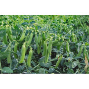 Горох МАКСИГОЛД  MAXIGOLD Agri Saaten