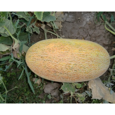 Семена дыня фиона f1 fiona f1 soto seeds Семена дыня фиона f1 fiona f1 soto seeds
