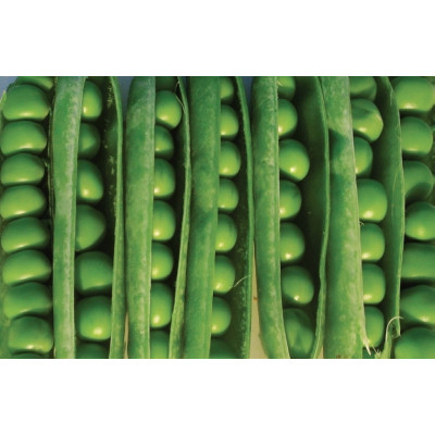 Семена горох джоф jof syngenta Семена горох джоф jof syngenta