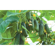 Огурец ЭКОЛЬ F1  AKOL F1 Syngenta