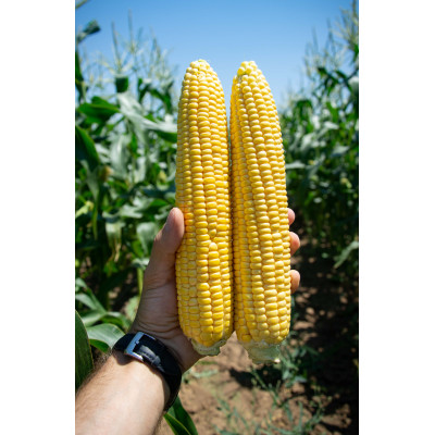 Семена кукуруза свит наггет f1 sweet nugget f1 agri saaten Семена кукуруза свит наггет f1 sweet nugget f1 agri saaten