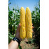 Семена кукуруза свит наггет f1 sweet nugget f1 agri saaten Семена кукуруза свит наггет f1 sweet nugget f1 agri saaten