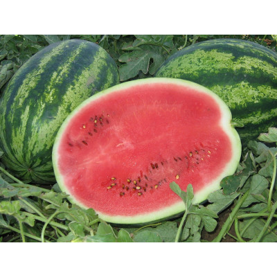 Семена арбуз бомба f1 quality seeds Семена арбуз бомба f1 quality seeds