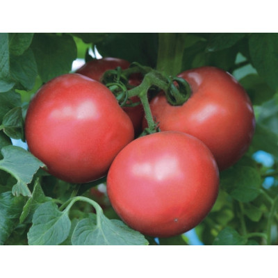 Семена томат пинк трит f1 pink trit f1 takii seeds Семена томат пинк трит f1 pink trit f1 takii seeds